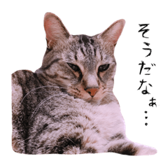 [LINEスタンプ] はたして、ねこは