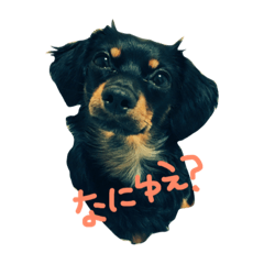 [LINEスタンプ] イッヌとヌコ