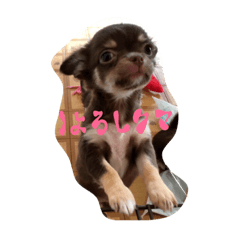 [LINEスタンプ] ココちゃんファミリー