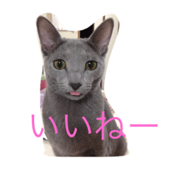 [LINEスタンプ] ジジのスタンプ