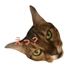 [LINEスタンプ] まいにちだるいねこ3