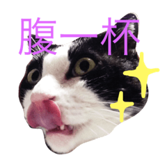 [LINEスタンプ] モノクロキャット