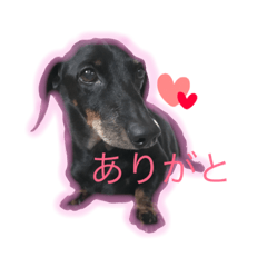 [LINEスタンプ] ミニチュアダックスのサム