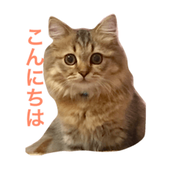 [LINEスタンプ] ミヌエットみぃくん