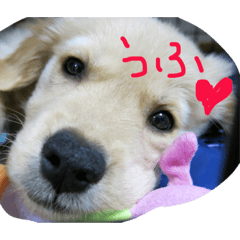 [LINEスタンプ] アリシアとメイと時々アゲハ