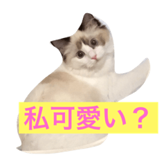 [LINEスタンプ] ラグドールのアビちゃん。