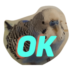 [LINEスタンプ] チワプーほくとインコのとむ