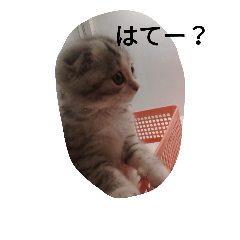 [LINEスタンプ] 大人子ネコ