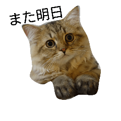 [LINEスタンプ] ネコ(ペルシャ)