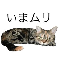 [LINEスタンプ] natsume stamp3