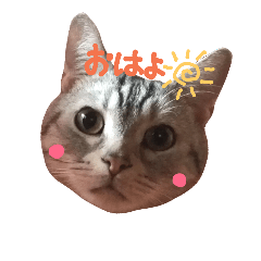 [LINEスタンプ] アメショの銀です。