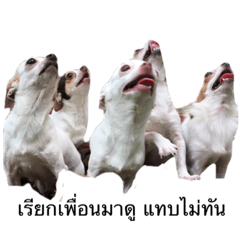 [LINEスタンプ] Dogs95Home