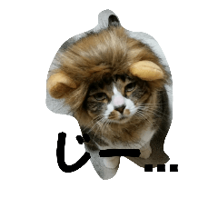 [LINEスタンプ] yuzuneko 