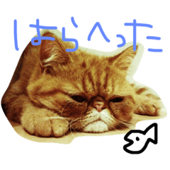 [LINEスタンプ] ふぢこさんの悩ましい日常 