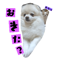 [LINEスタンプ] ぅちの子の言葉