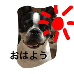 [LINEスタンプ] Tetsu's stamp of a Boston terrier