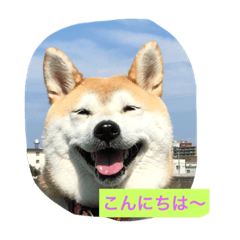 [LINEスタンプ] 柴犬こなつさん