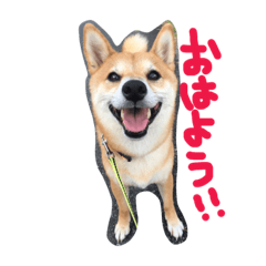 [LINEスタンプ] 柴犬♡いっちゃん
