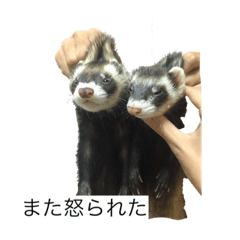 [LINEスタンプ] ハチワレ猫とフェレット