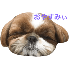 [LINEスタンプ] Shih-Tzu Face.