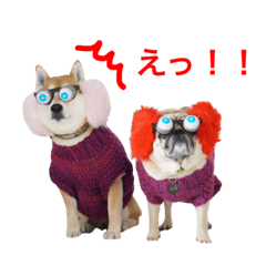 [LINEスタンプ] 柴犬のトラとパグのポム