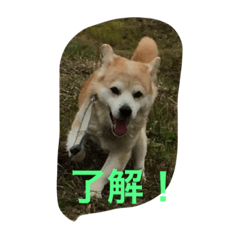 [LINEスタンプ] 癒し犬チビ