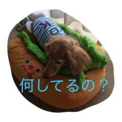 [LINEスタンプ] 犬大好きな人、集まれー！