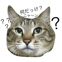 [LINEスタンプ] 我が家のニャン
