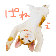 [LINEスタンプ] 白たまとちる〜