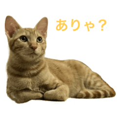 [LINEスタンプ] japanese cat - tora8