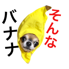 [LINEスタンプ] うちの子可愛いスタンプ第2弾