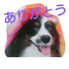 [LINEスタンプ] パピヨンのリロ♪