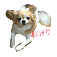 [LINEスタンプ] チワワのココアスタンプ