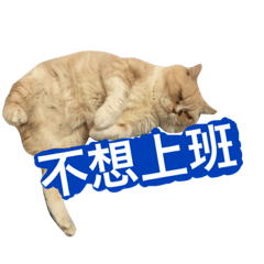 [LINEスタンプ] Fat ＆ Funny Cat