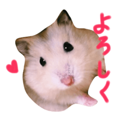 [LINEスタンプ] まいにちまるお
