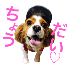 [LINEスタンプ] うちの犬。