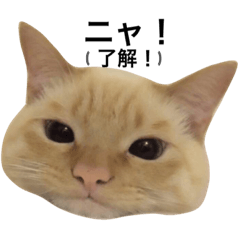 [LINEスタンプ] ねこのコロネさんとお友達。