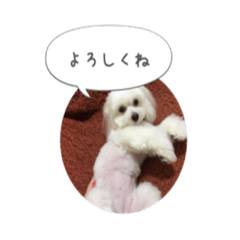 [LINEスタンプ] マルプーシェリーちゃん