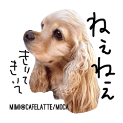[LINEスタンプ] cocker＆poodle MIMI/Dori Vol.2