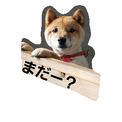 [LINEスタンプ] 小太郎2017