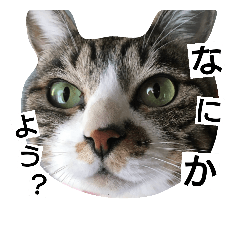 [LINEスタンプ] yumetyanodebutyanseikatu