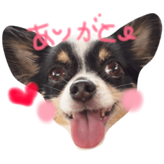 [LINEスタンプ] 我が家のぷうさん