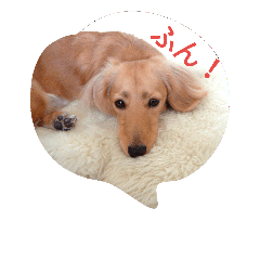 [LINEスタンプ] はぴわん わんこと一緒♪