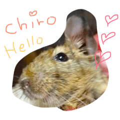 [LINEスタンプ] デグー♡スタンプ