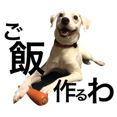 [LINEスタンプ] 柴犬と白い雑種犬-3