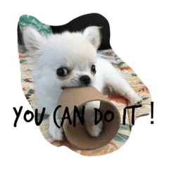 [LINEスタンプ] Chihuahawa 1