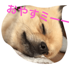 [LINEスタンプ] ポメコタロー 