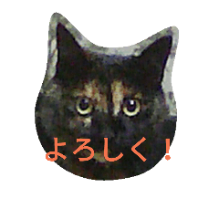 [LINEスタンプ] 猫のチャッピー