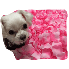 [LINEスタンプ] YUCHI DOGGY