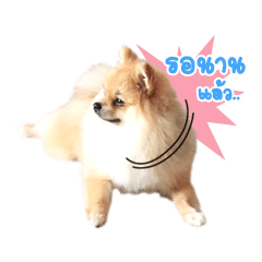 [LINEスタンプ] Maxwell's the little pom